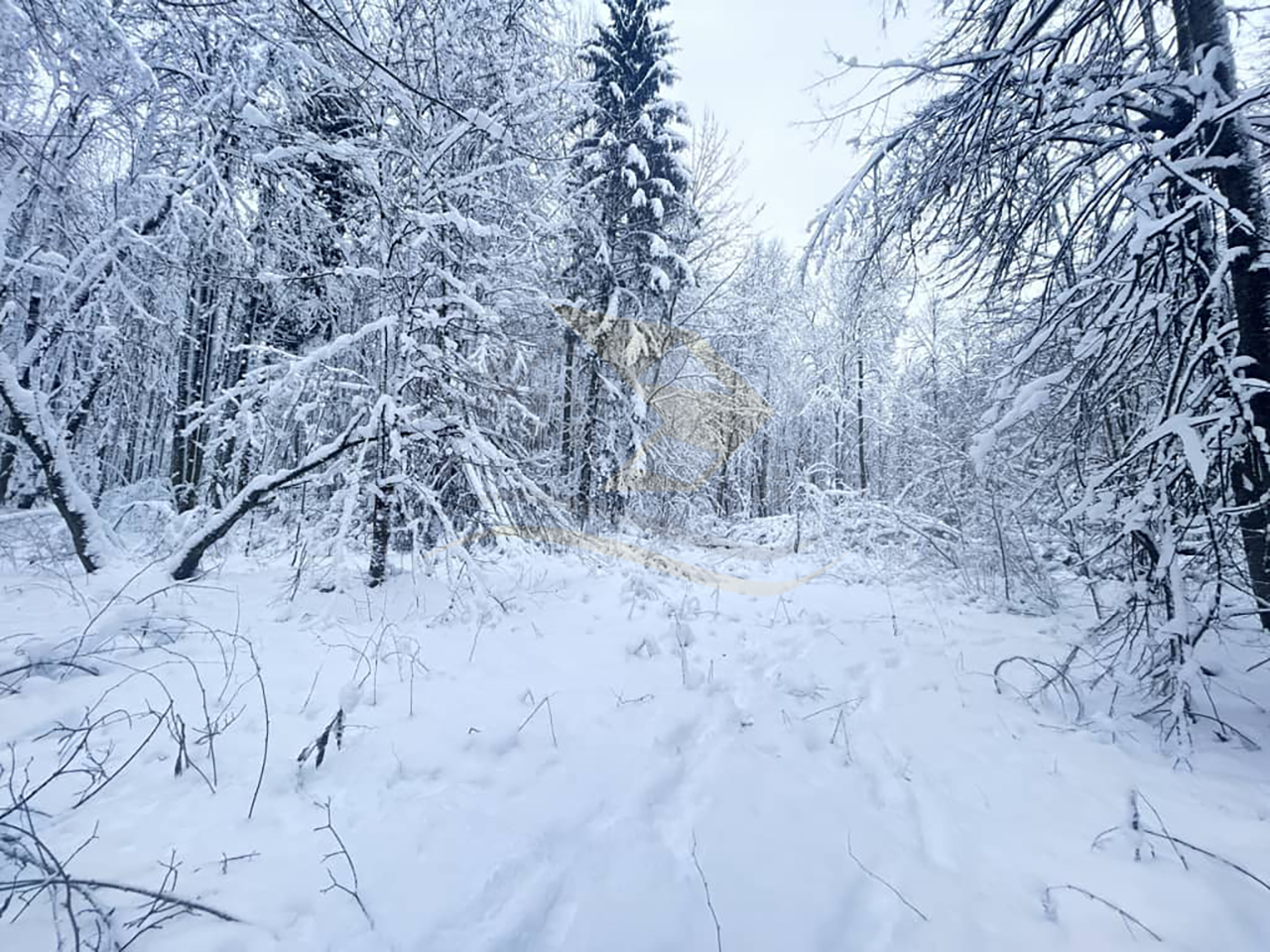 Уникальный участок в окружении леса — 64 сотки у деревни Сокольники / 13000000 руб. / КварталСити